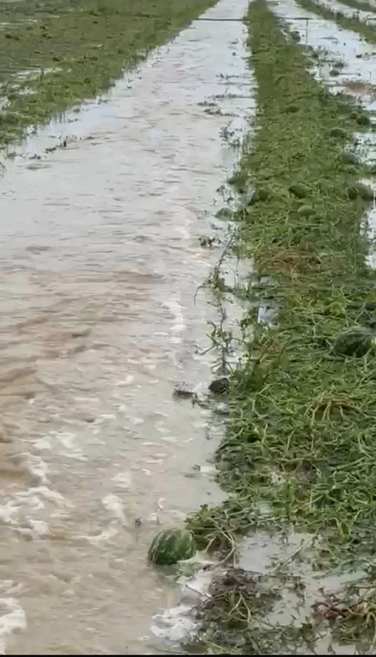 Sağanak Ve Dolu Tarım Arazilerine Zarar Verdi