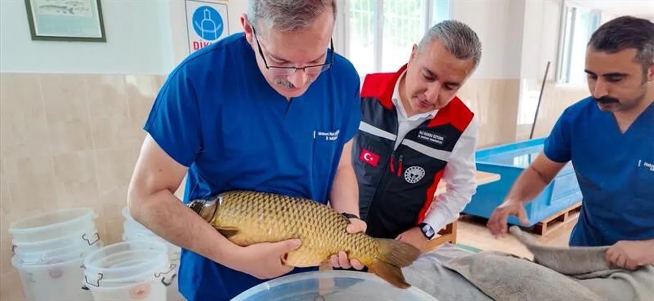 Sazan Sağımı Başlandı