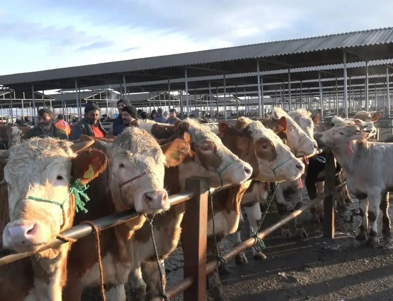 Canlı Hayvan Borsası’nda Kurban Satış Yeri Başvuruları Başlıyor