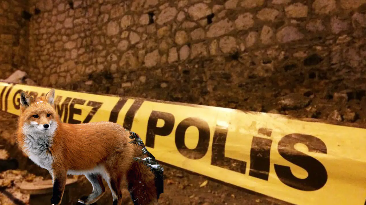 Kahramanmaraş’ta “Tilki Sandı” İddiası: Baba, Oğlunu Vurdu