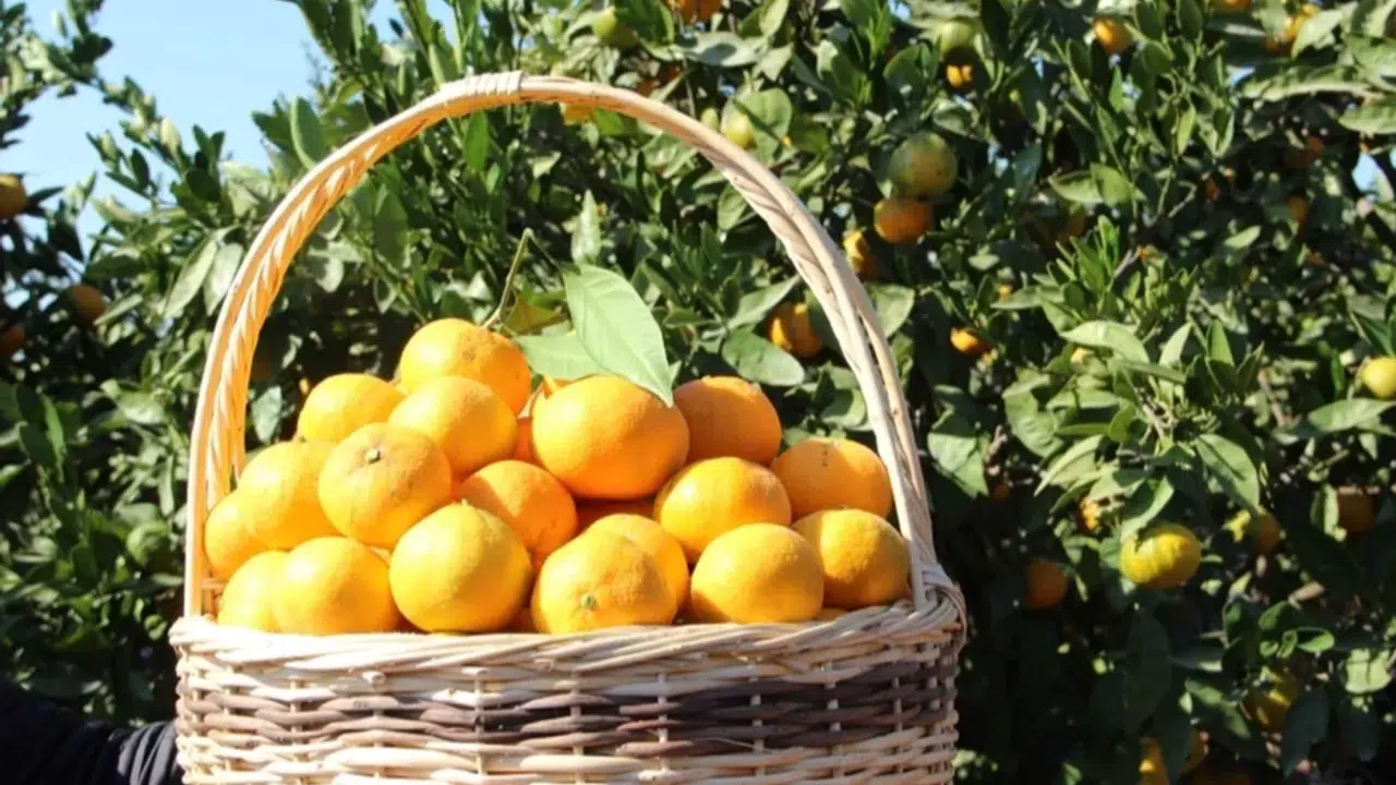 Tarım-ÜFE'de turunçgiller zirvede