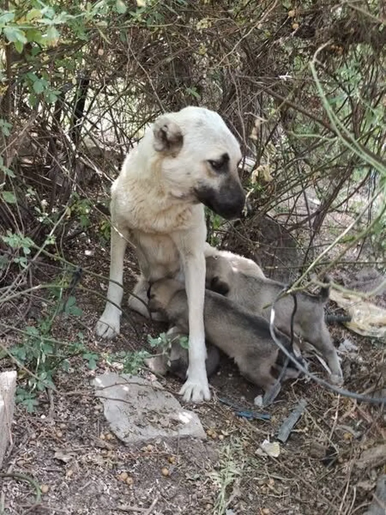 Yavruları Kurtarılana Kadar Ekiplerin Başını Bekledi