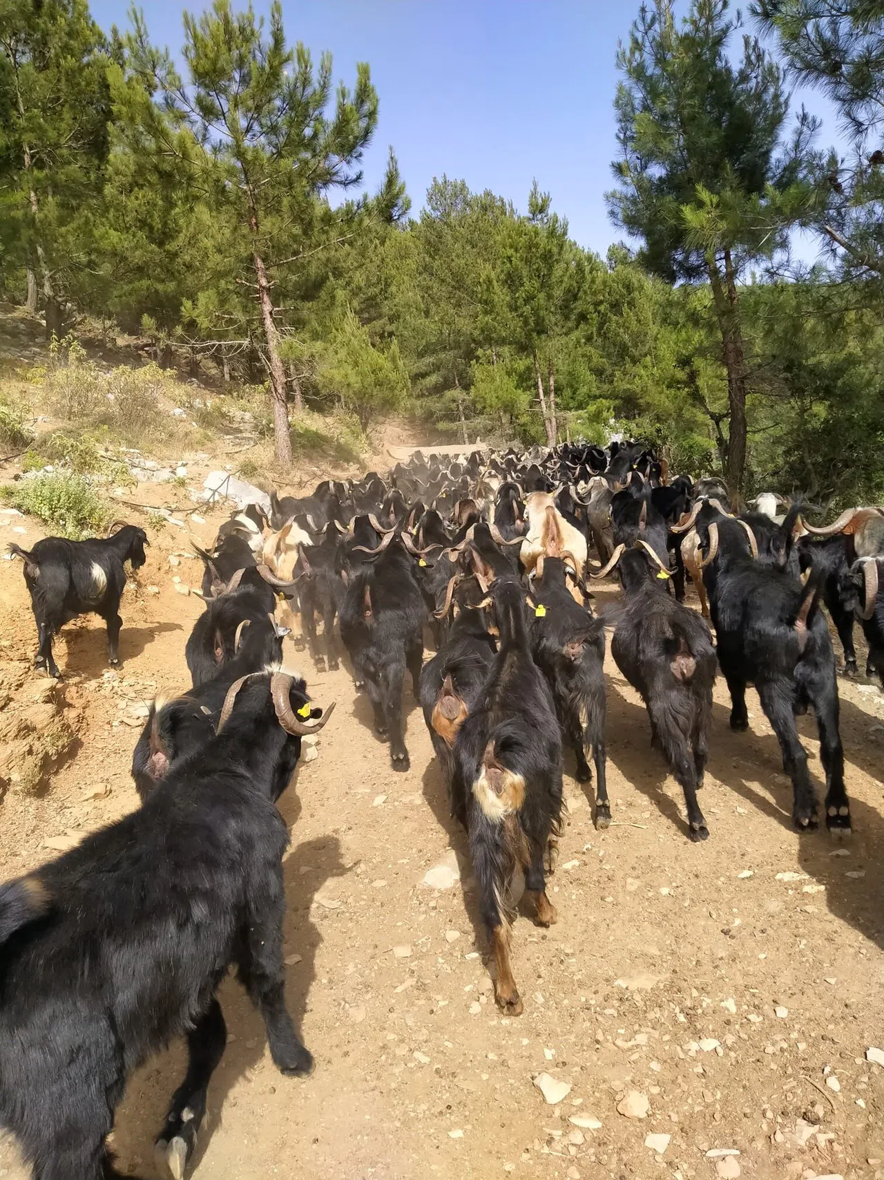Yayla Mesaisi Başladı