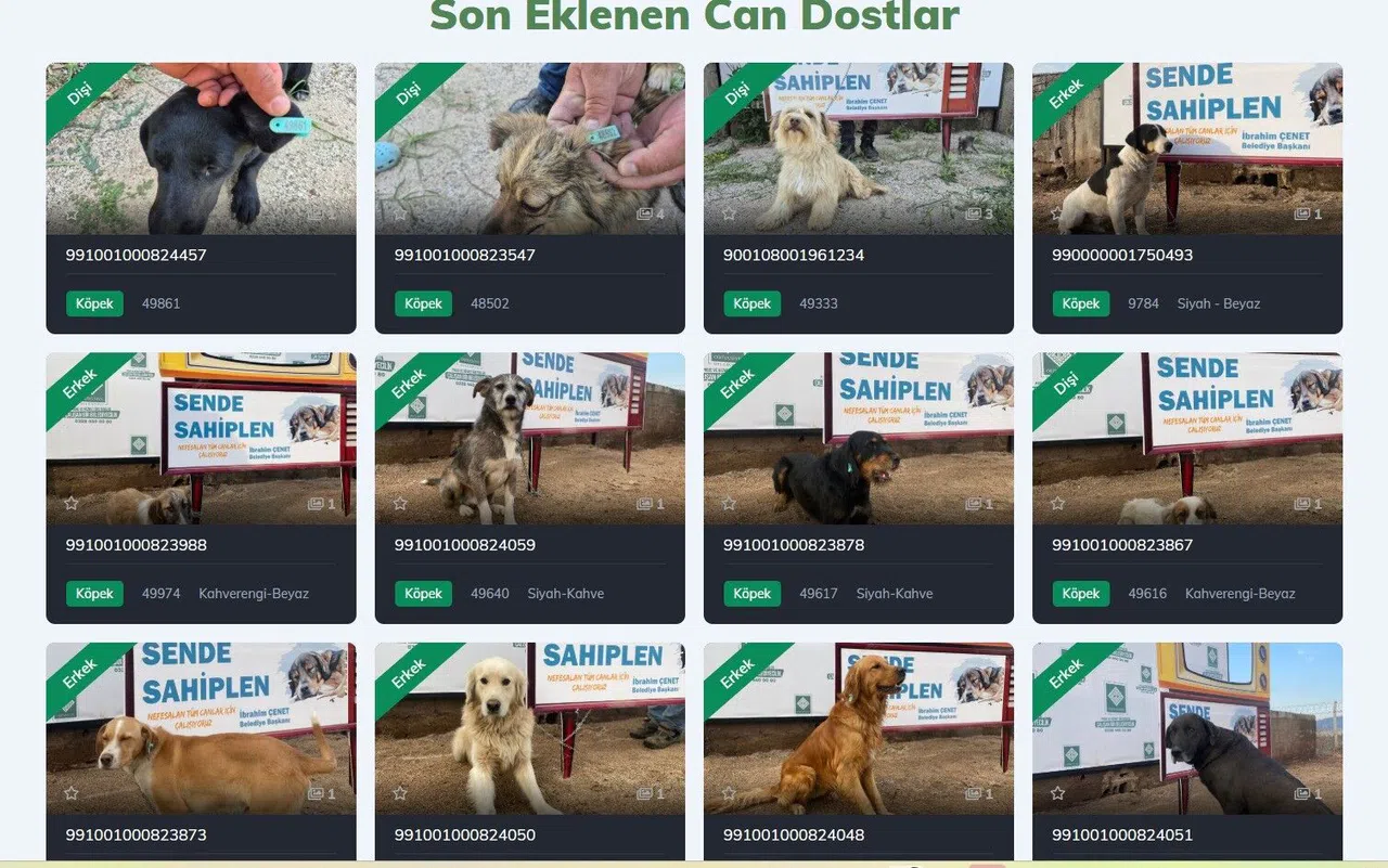 Yuva Arayan Can Dostlarımız Sizi Bekliyor