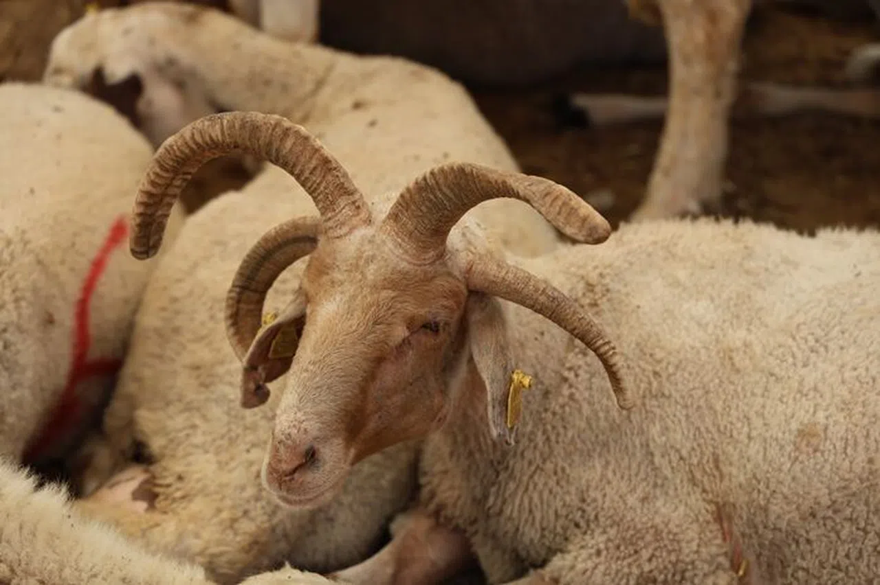 4 Boynuzlu Koçlar Kurban Pazarlarının Gözdesi Oldu