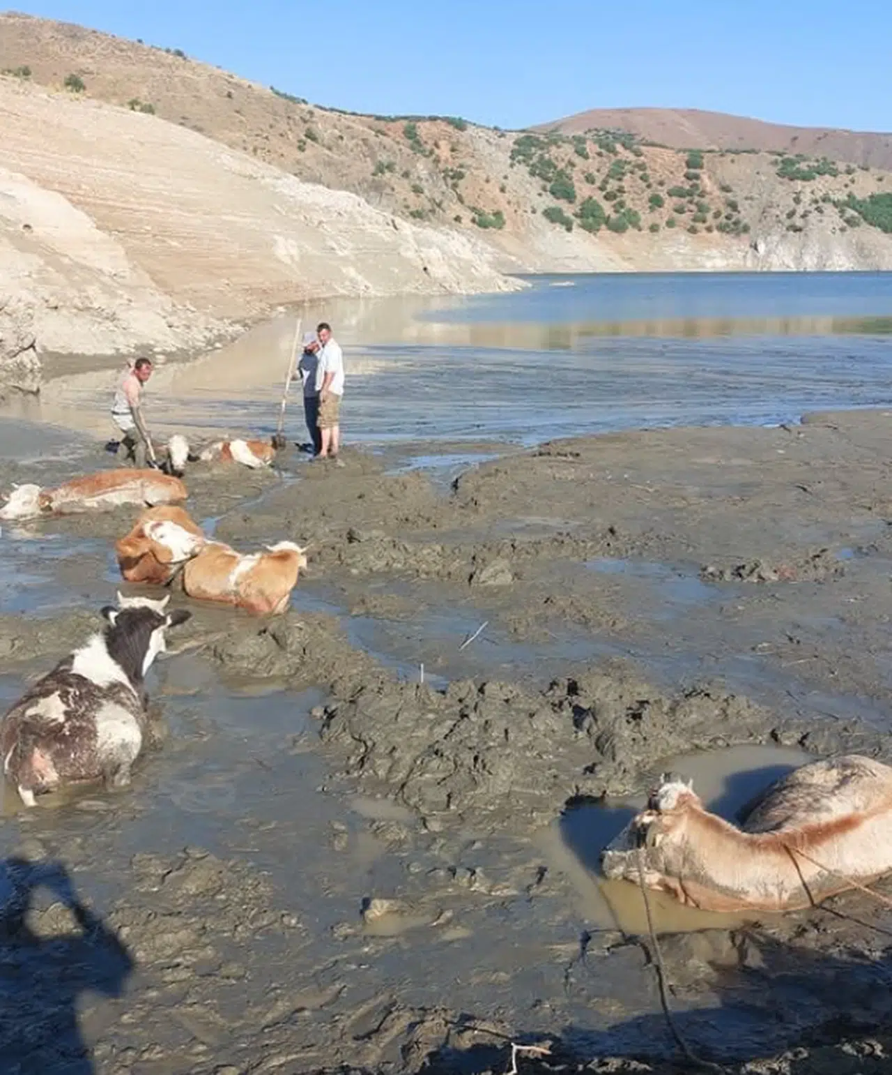 Kahramanmaraş'ta 6 İnek  Bataklığa Saplandı