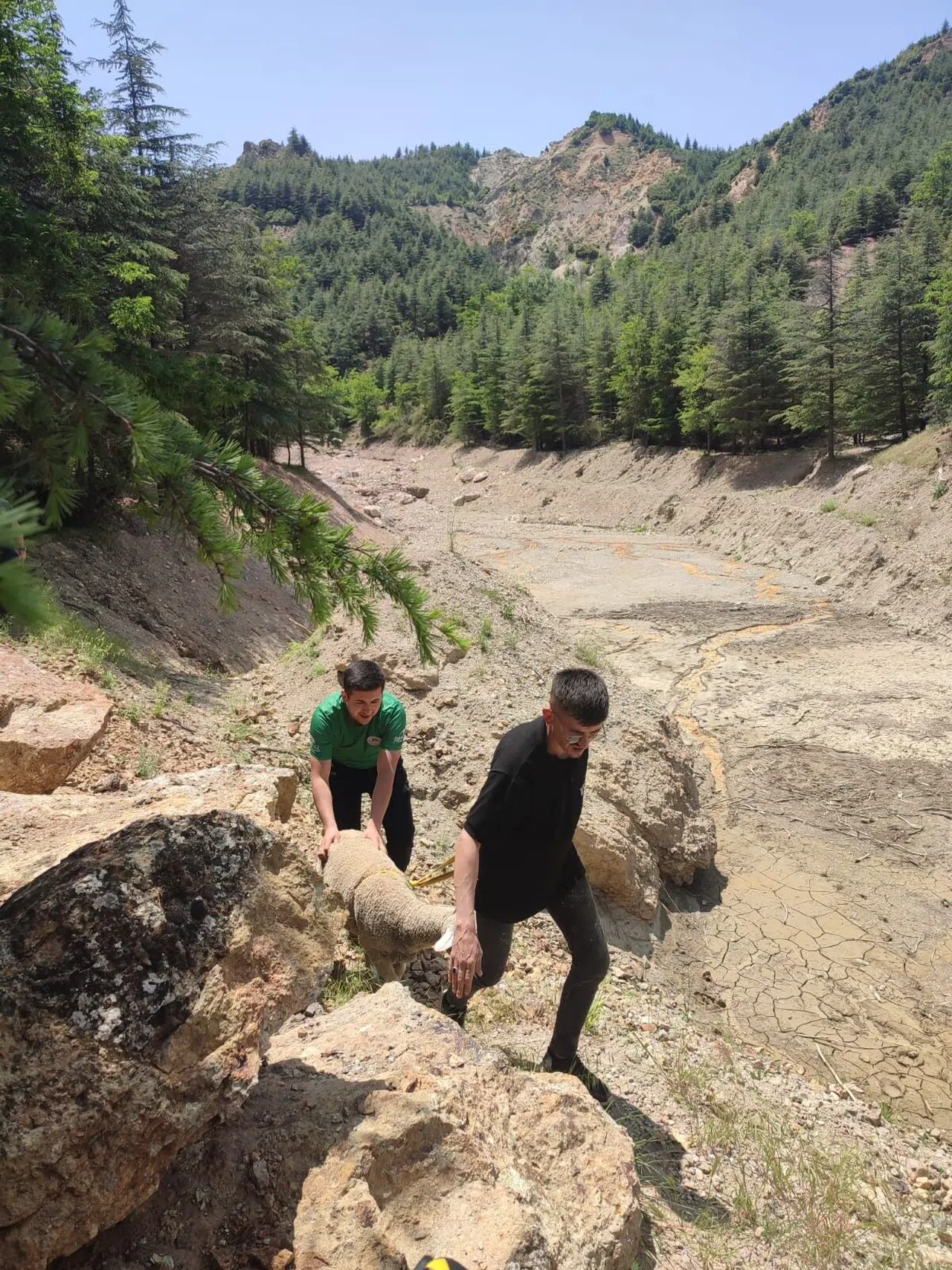 Dağlık Alanda Mahsur Kalan Kurbanlık Koyunu Ekipler Kurtardı
