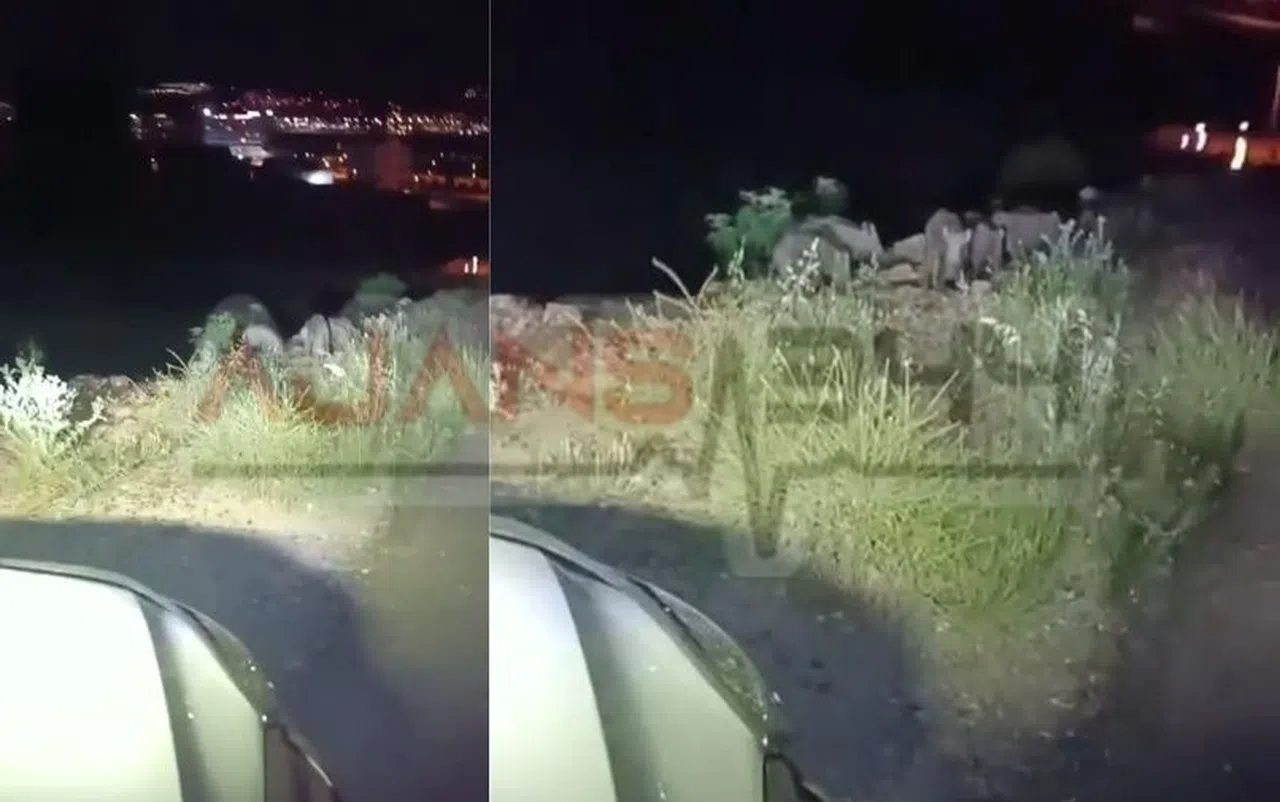 Kahramanmaraş’ta Yaban Domuzları Şehre İndi: O Anlar Kamerada