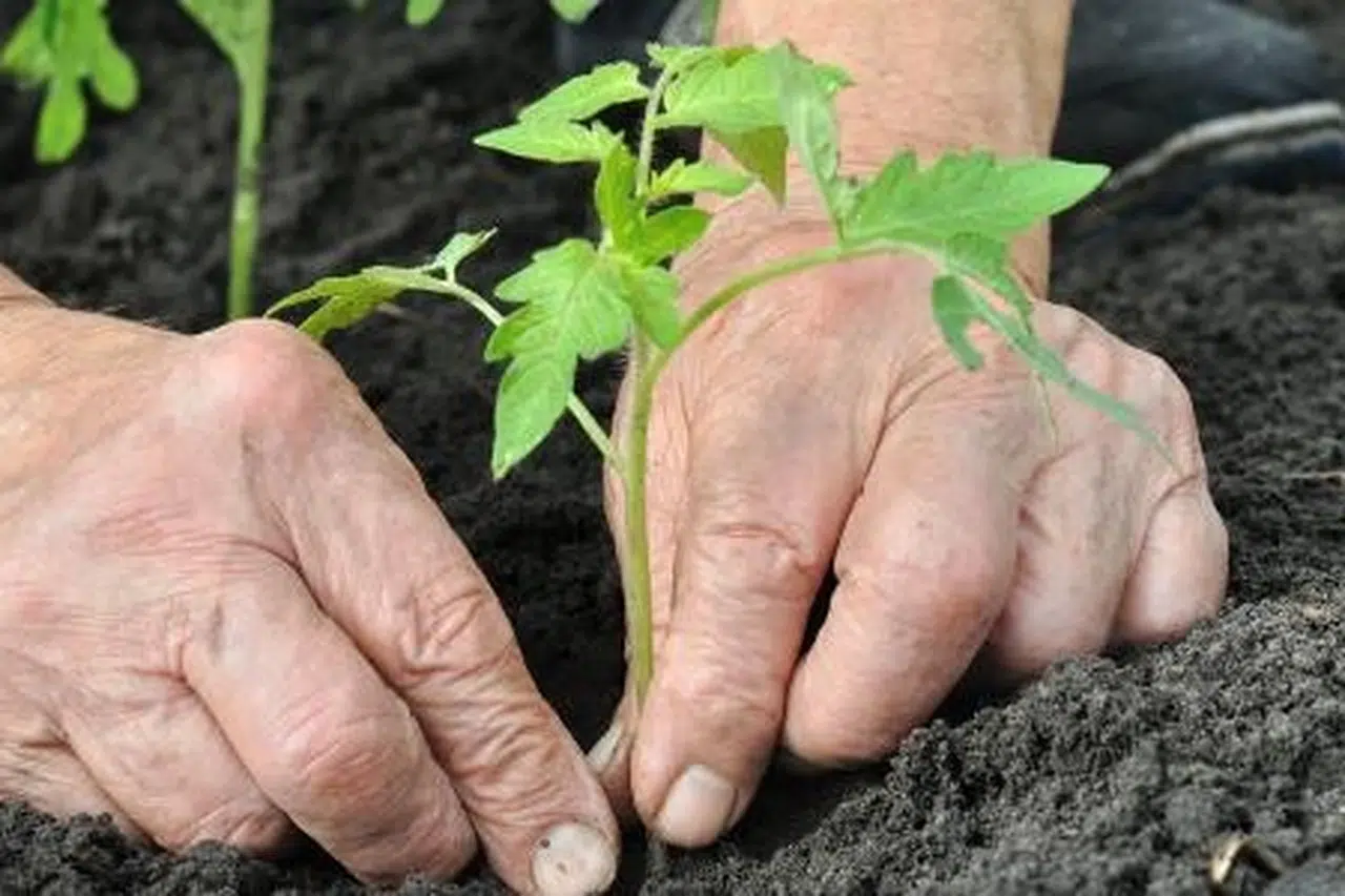 Alzheimer’da bahçeyle uğraşmak hastalığı yavaşlatabilir