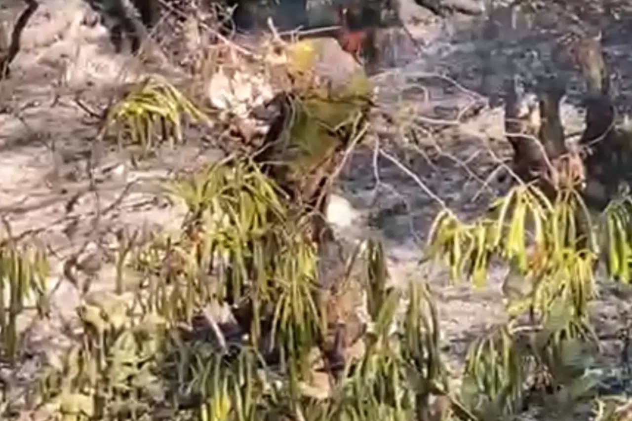 Düzce’de orman yangını korkuttu!