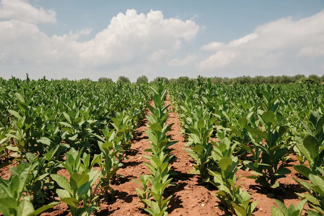 Tütün İhracatı 1 milyar doları aştı