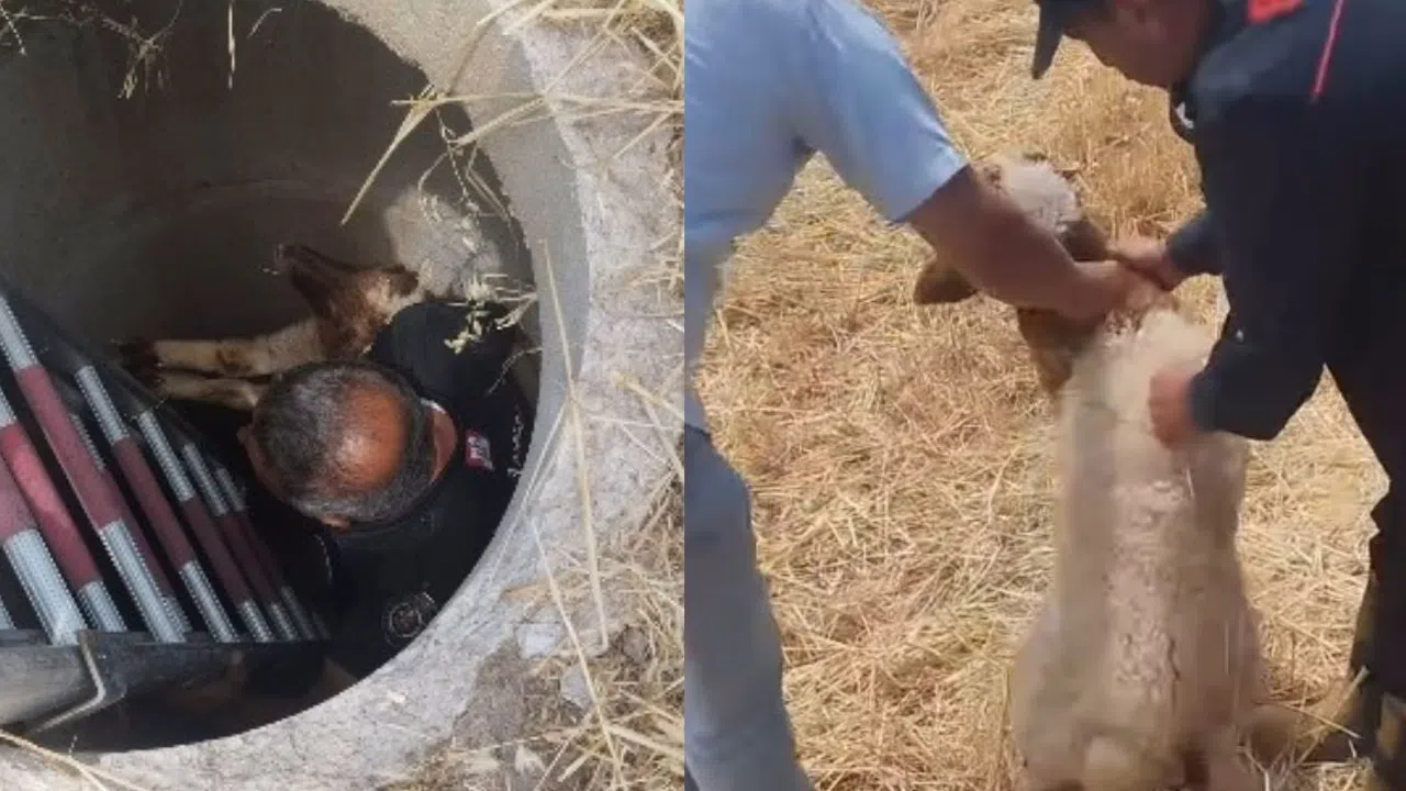 Kahramanmaraş’ta Logara Düşen Kuzu Kurtarıldı