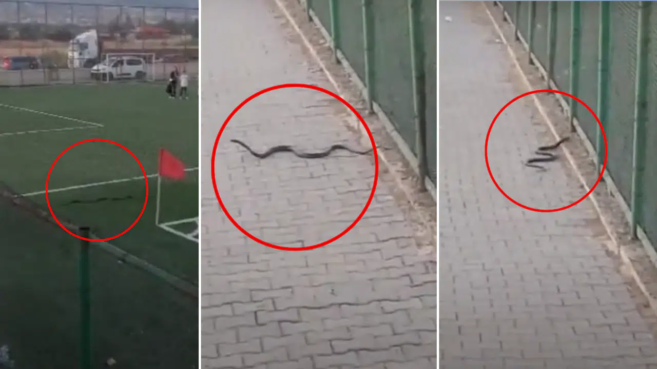 Kahramanmaraş’ta Maç Sırasında Sahaya Yılan Girdi