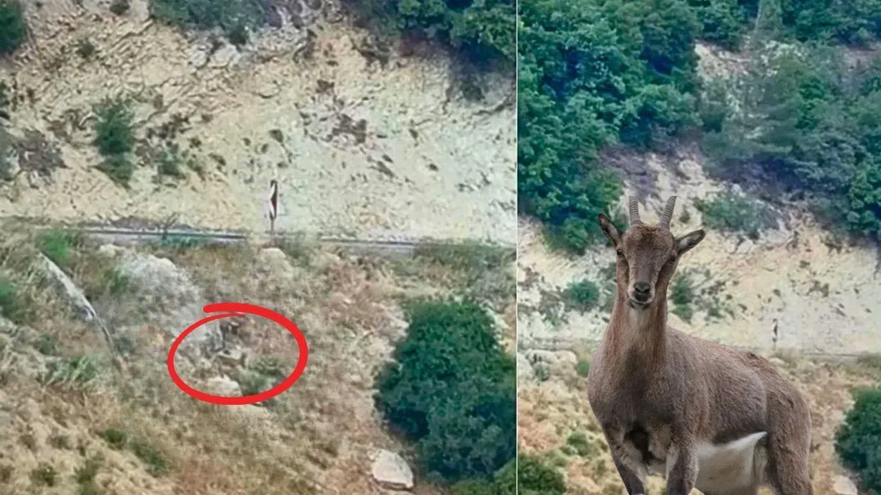 Kahramanmaraş’ta Dağ Keçileri Şehir Yakınlarında Görüntülendi