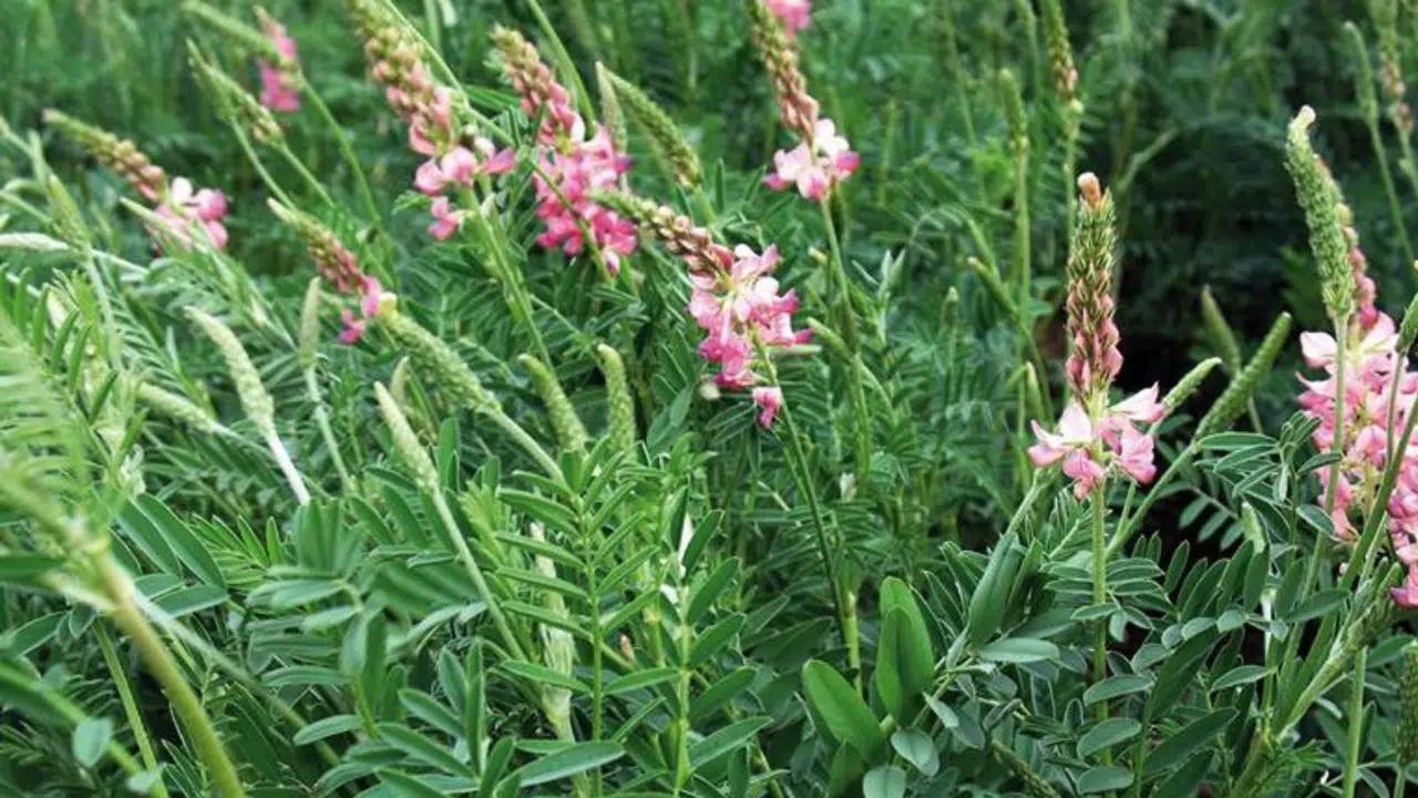 Bu Bitki Sadece Kahramanmaraş’ta Yetişiyor