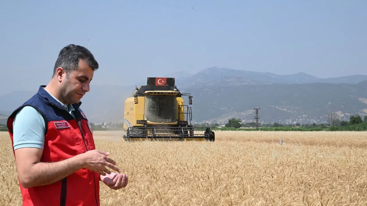 Kahramanmaraş’ta Buğday Hasadı İçin Çalışmalar Başladı
