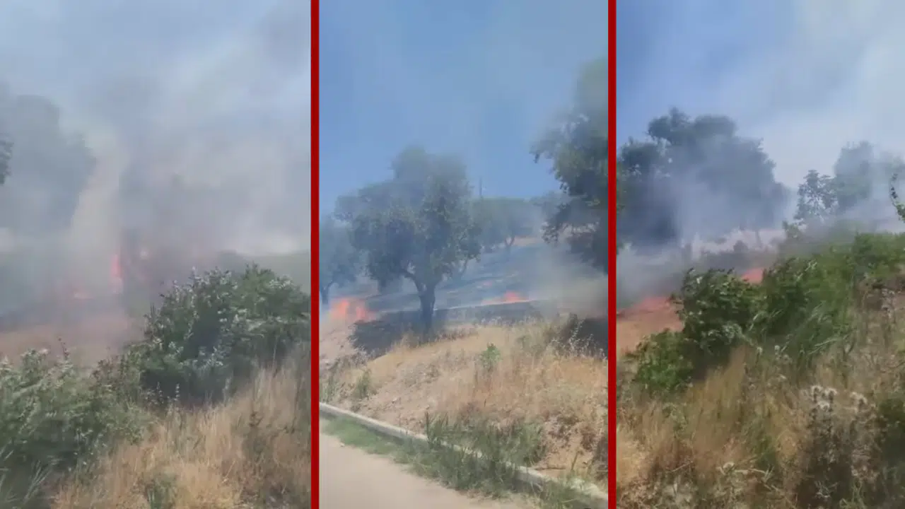 Kahramanmaraş’ta Zeytinlik Alanda Yangın