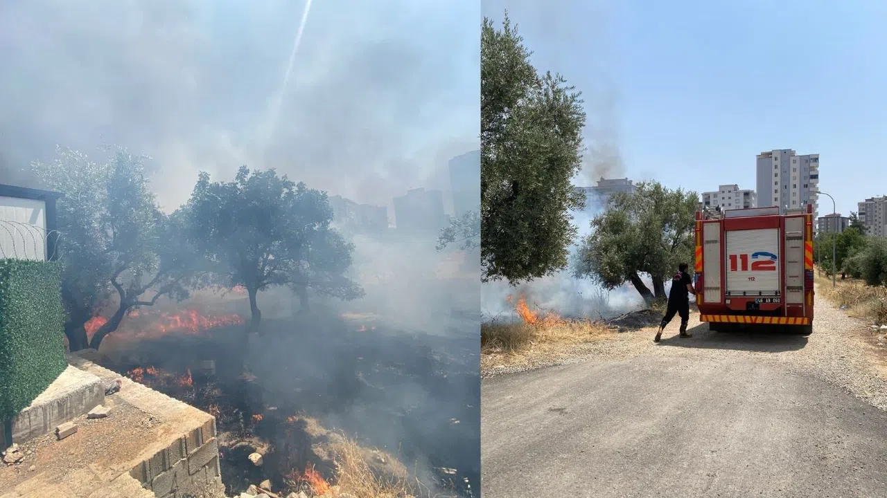 Kahramanmaraş’ta Zeytin Ağaçları Alevlere Teslim Oldu