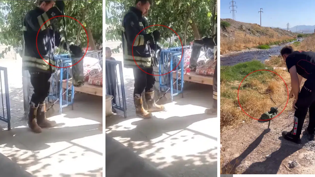 Kahramanmaraş’ta Eve Giren Yılan Korkuttu