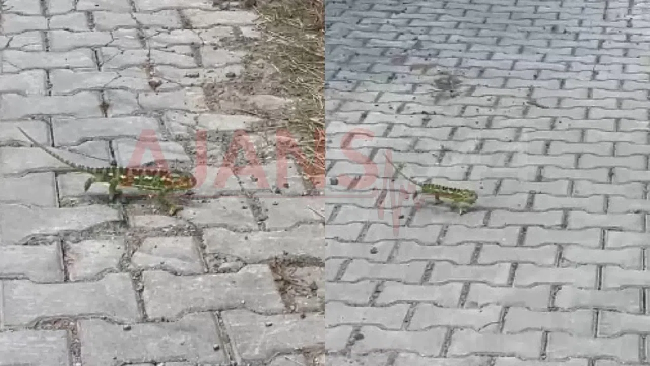 Kahramanmaraş’ta Chamaeleo chamaeleon Bukalemunu Görüntülendi