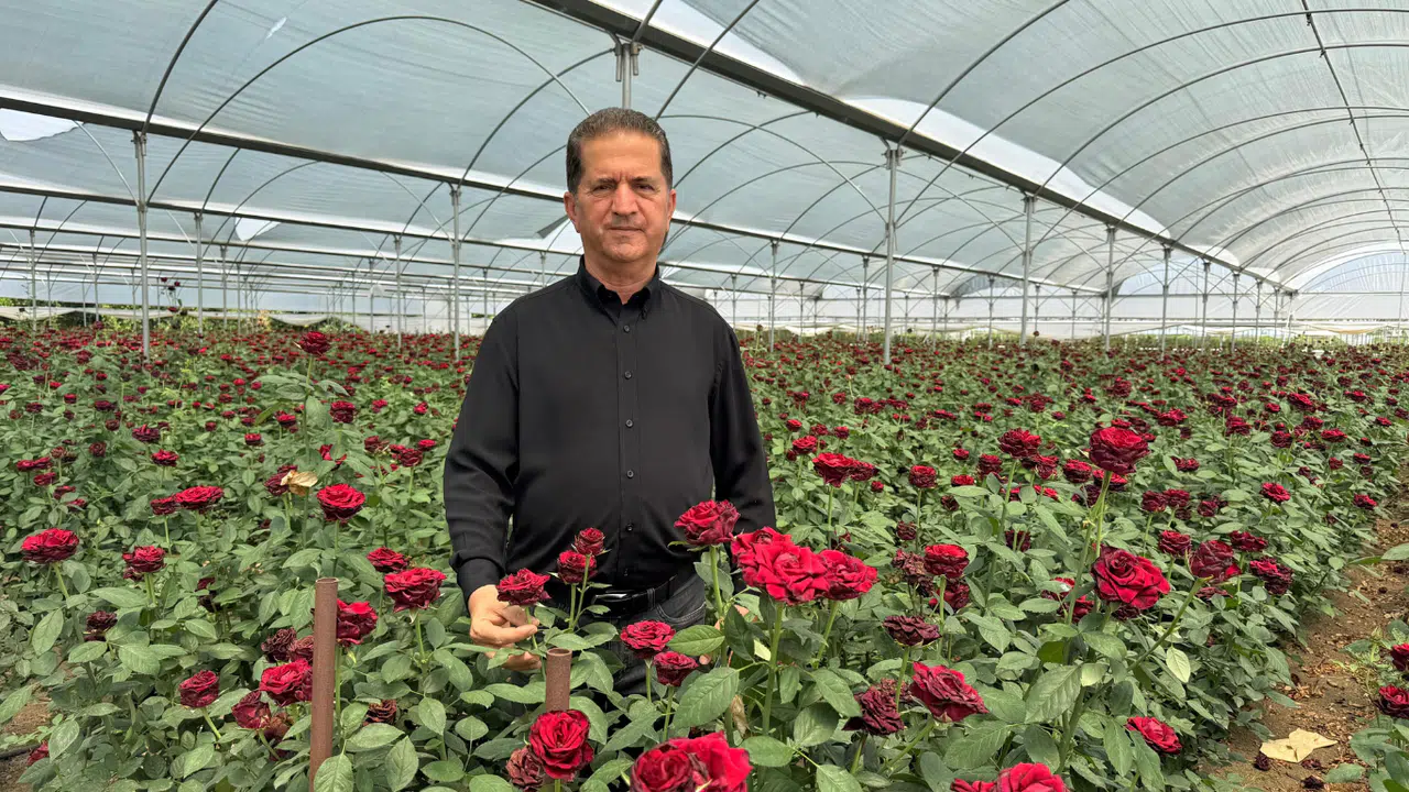 Üreticileri, İthal Edilen Güle Ek Gümrük Vergisi İstedi