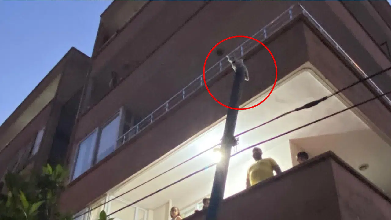 Balkondan Atladığı Direkte Mahsur Kalan Kediyi İtfaiye Kurtardı