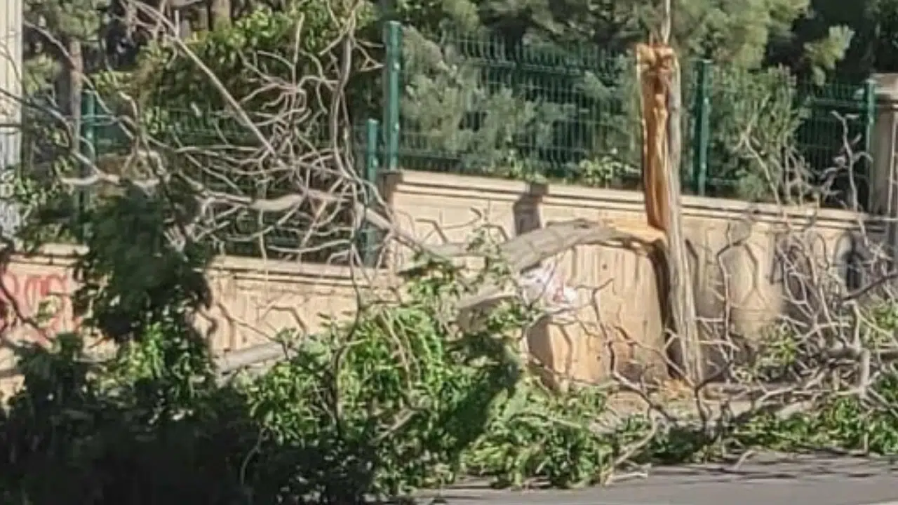 Kahramanmaraş’ta Şiddetli Fırtına Ağacı Devirdi