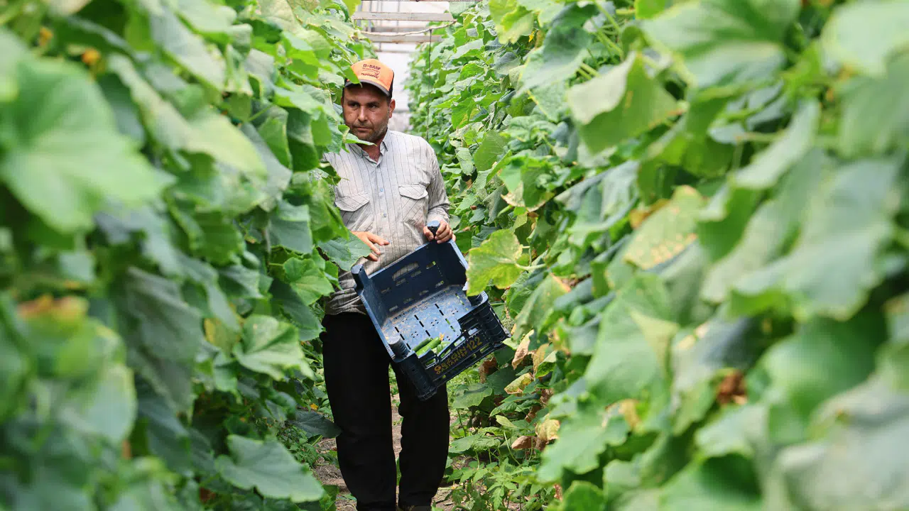 Kahramanmaraş'ta Salatalıkta Hem Sera, Hem Tarla Bereketi