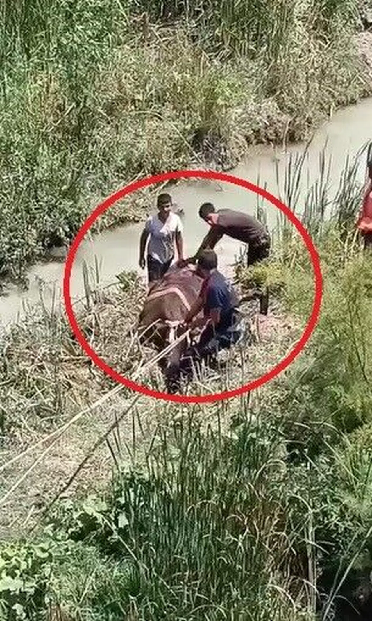 Bataklığa Saplanan 3 Büyükbaşı İtfaiye Kurtardı