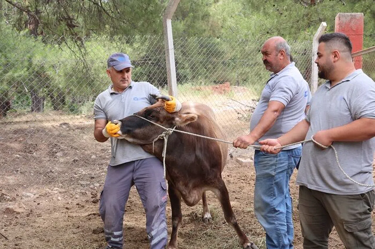 Büyükşehir Belediyesi Kurban Bayramı'na Hazır