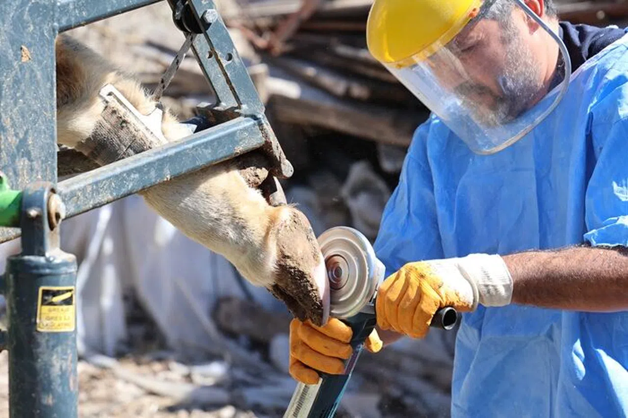 Büyükşehir'den Tarım Ve Hayvancılığa Can Suyu