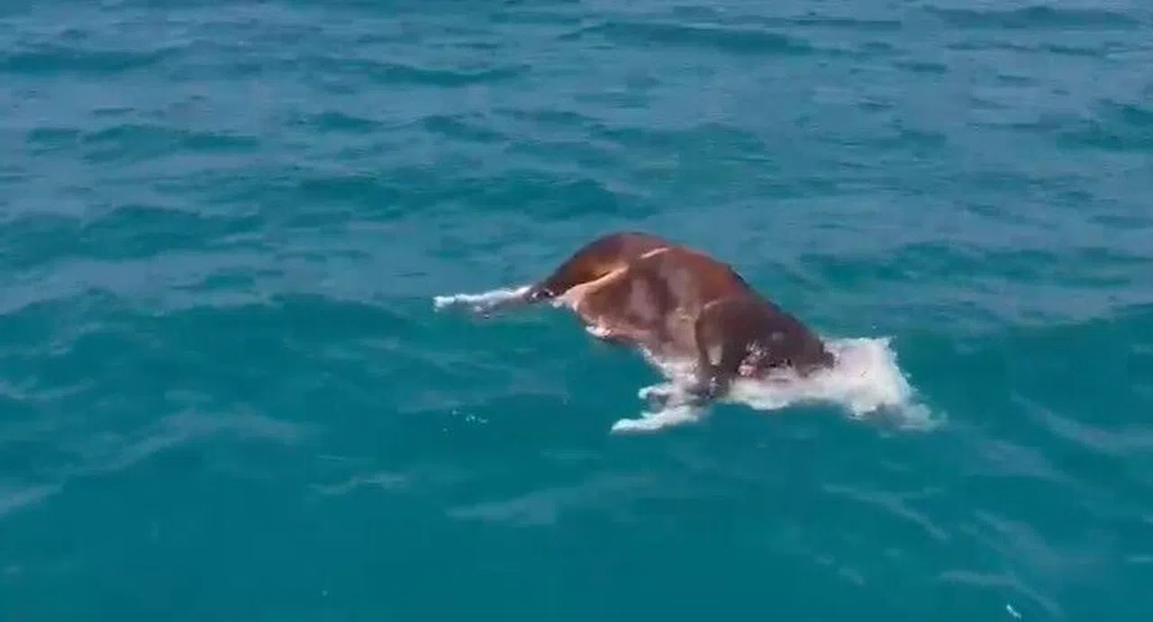 Denizde Ölü İnek Bulundu