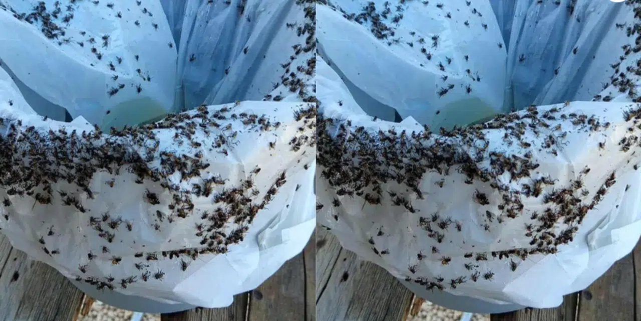 Sineklerle Mücadele Ediyor: Vatandaşlar Kalıcı Çözüm Bekliyor