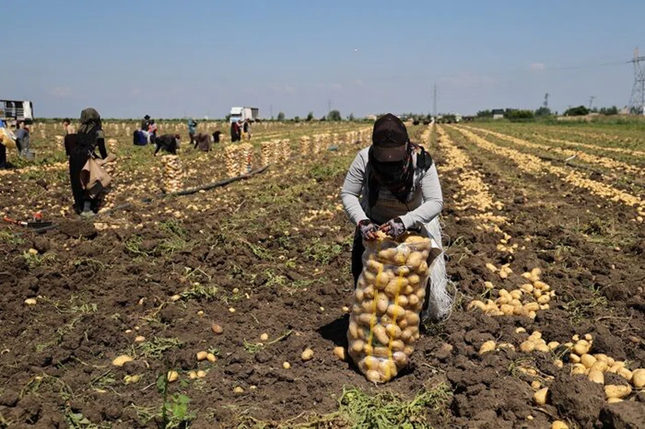 Hasadı Süren Patateste Fiyat 7 Liraya Kadar Geriledi