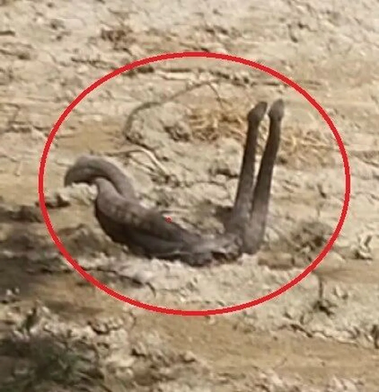 Hatay'da Yılanların Çiftleşme Dansı Kamerada