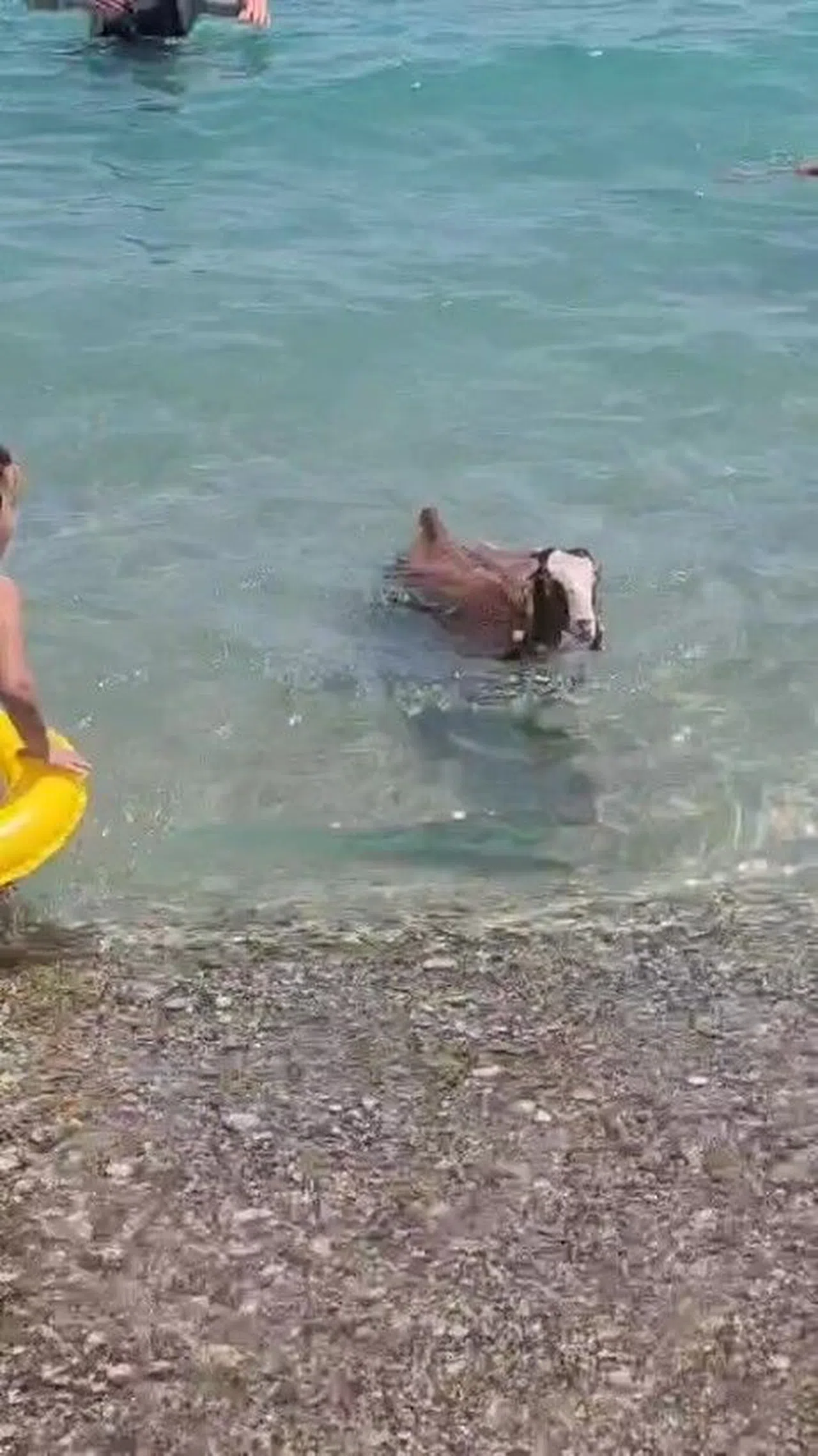 Hemcinsleri Bıçak Altına Yatarken O Deniz Keyfi Yaptı