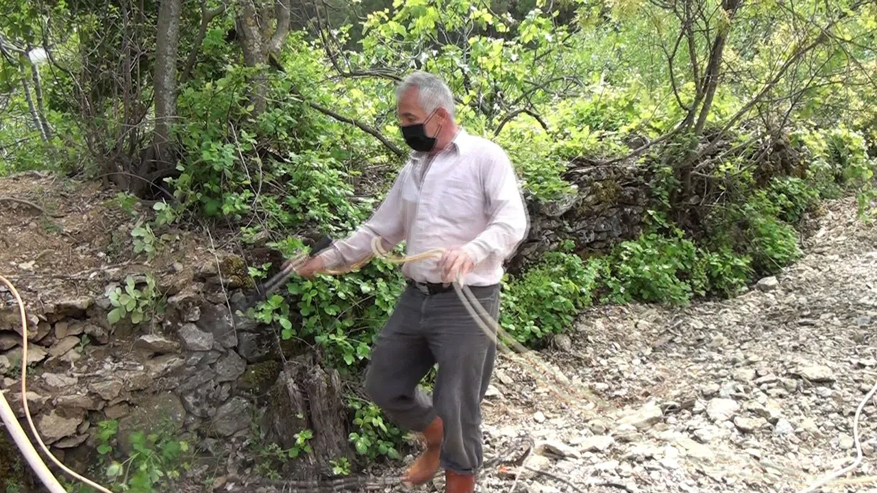 İncir Bahçelerinde Yeni Sezon Hazırlıkları