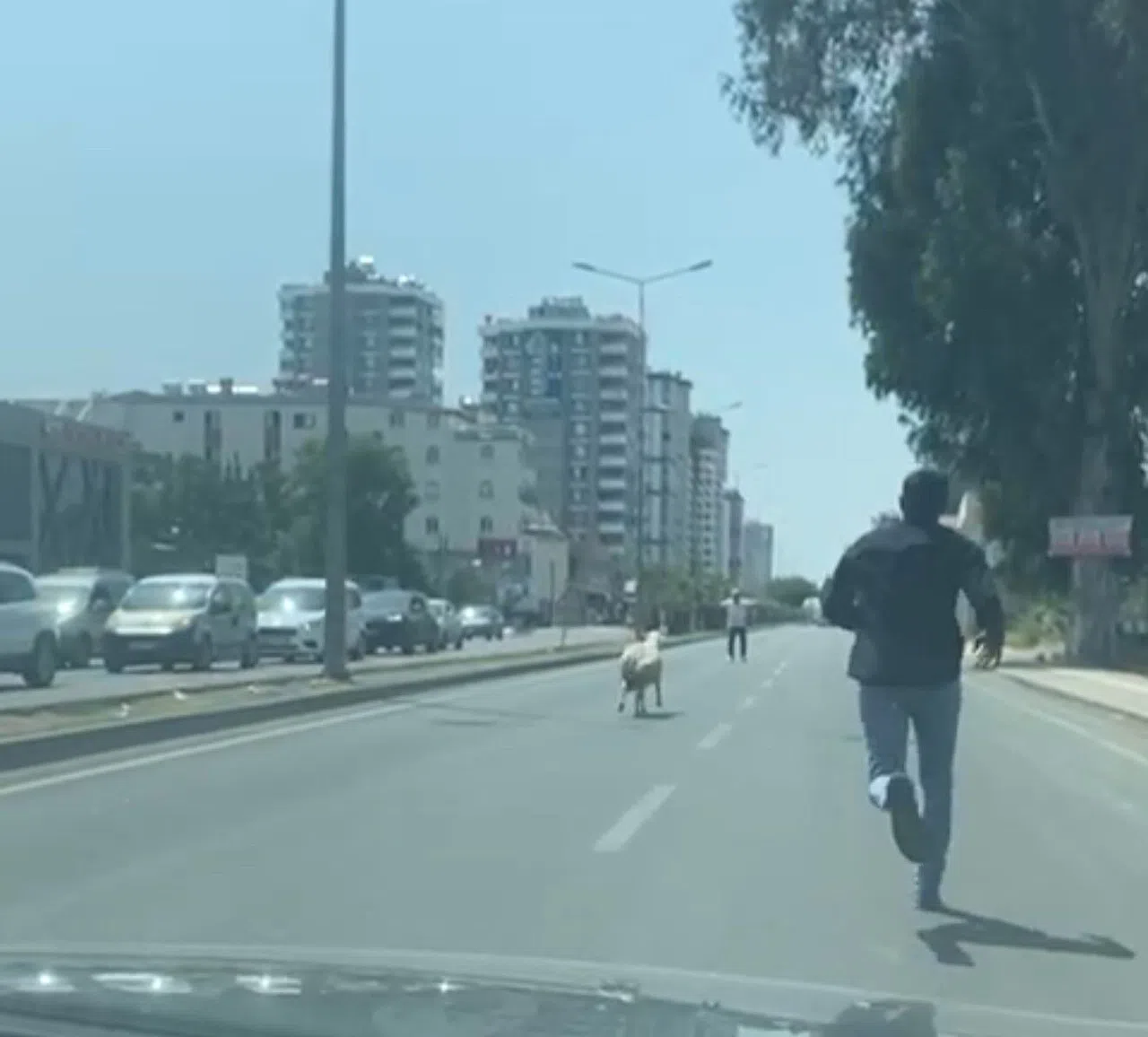 Kaçan Koyun Ve Keçiler Sahiplerini Peşlerinden Koşturdu