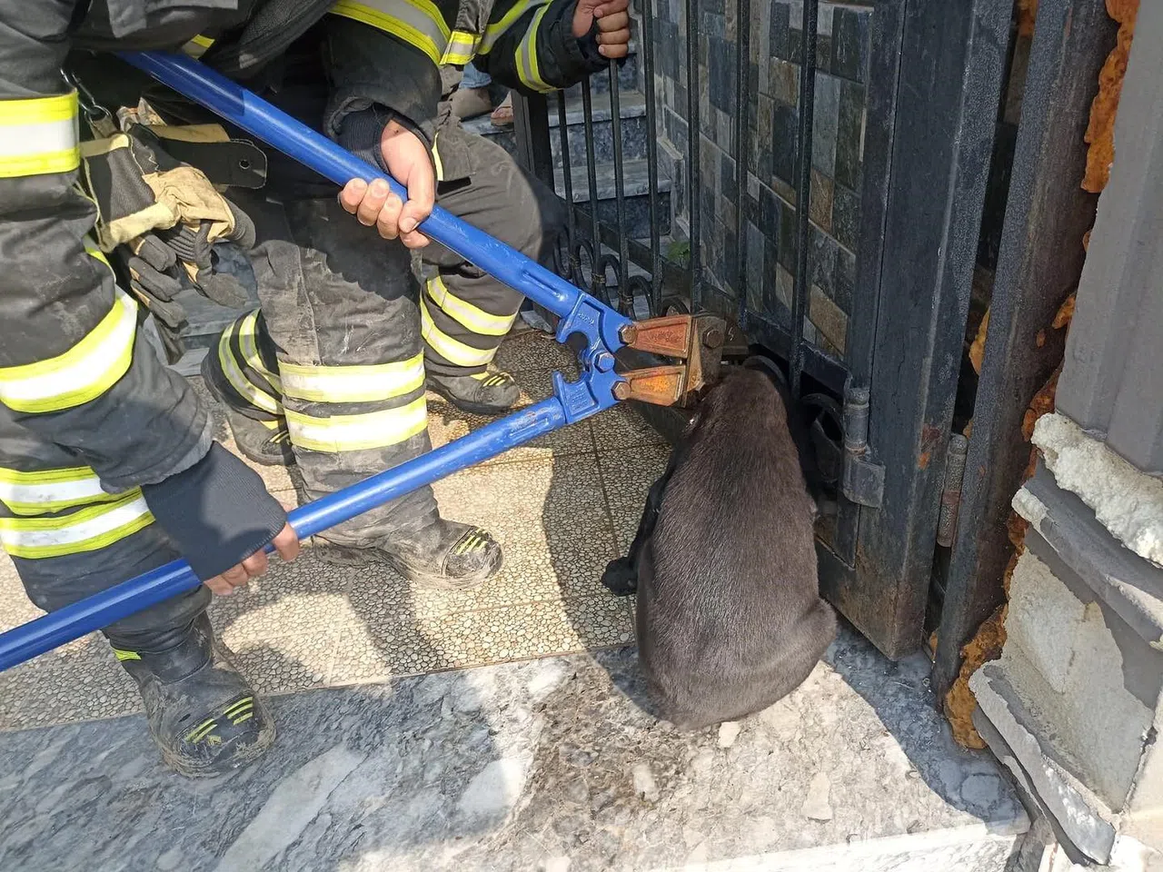 Kafasını Korkuluğa Sıkıştıran Köpeği İtfaiye Kurtardı