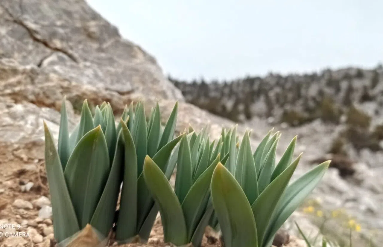 Kahramanmaraş'ın Dağlarından Sofralara Gelen Lezzet
