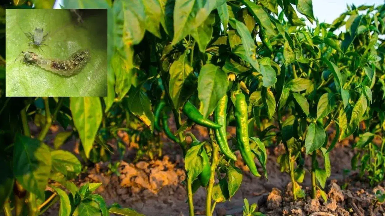 Kahramanmaraşlı Çiftçilere Tarımsal Zararlılarla Mücadele Uyarısı