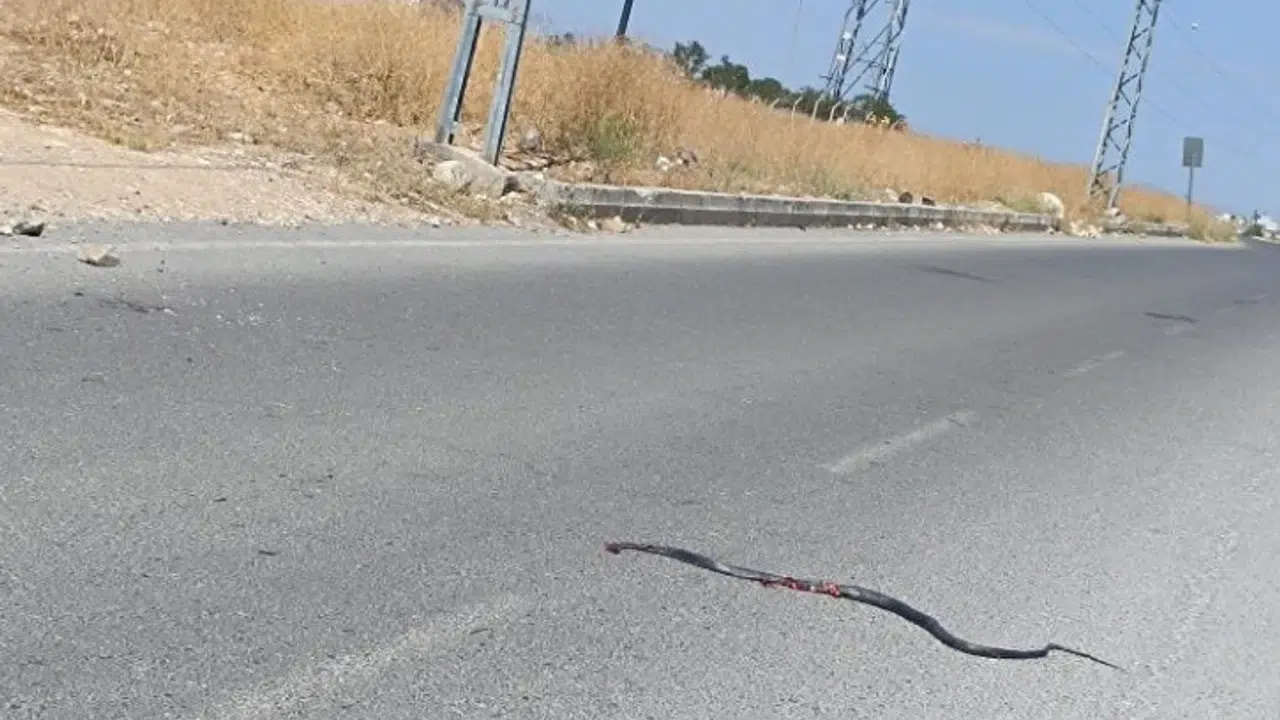 Kahramanmaraş’ta Araba Pazarında Yılan Paniği!