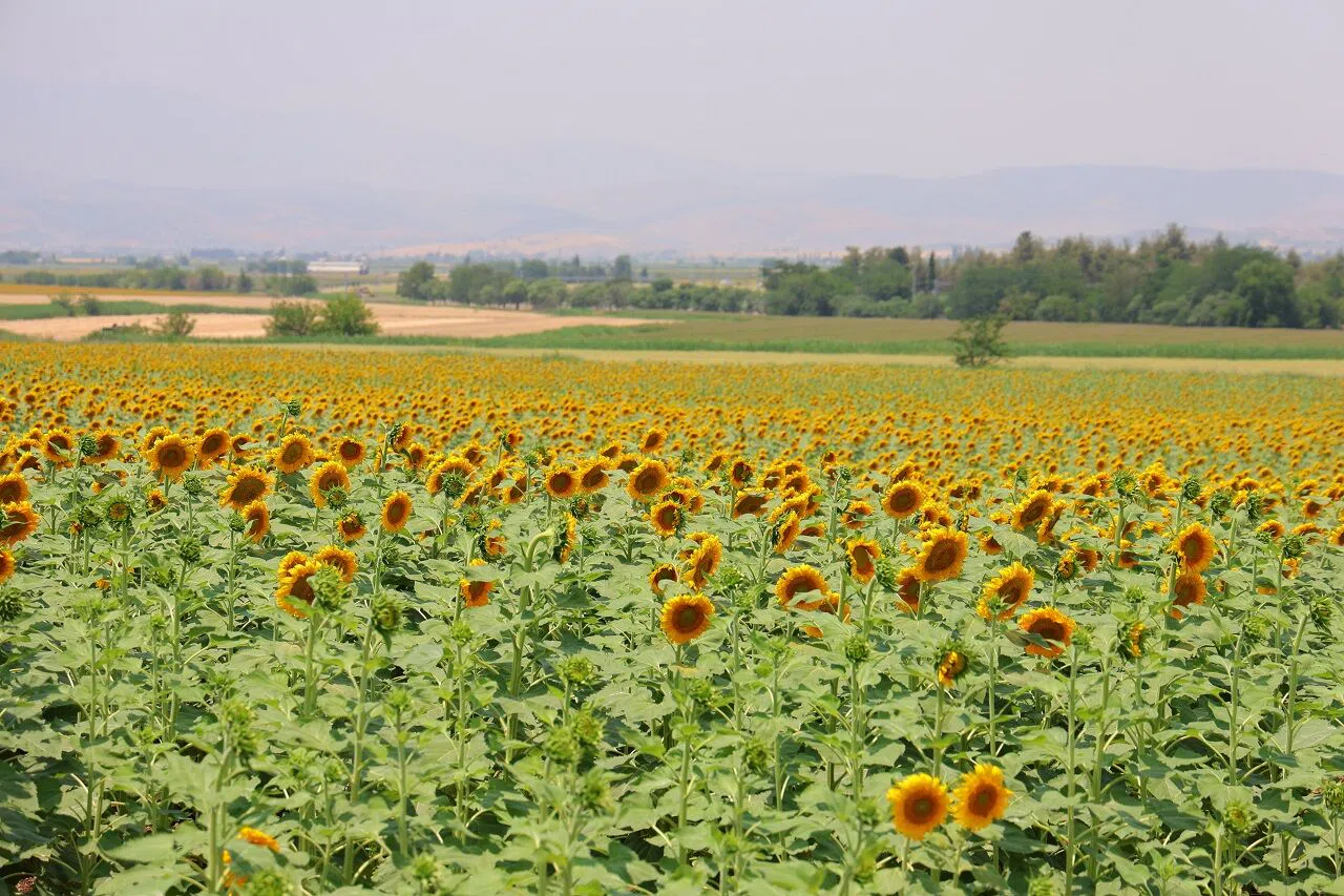 Kahramanmaraş Dulkadiroğlu'da 2.836 m² tarla mahkemeden bu rakama satılacak