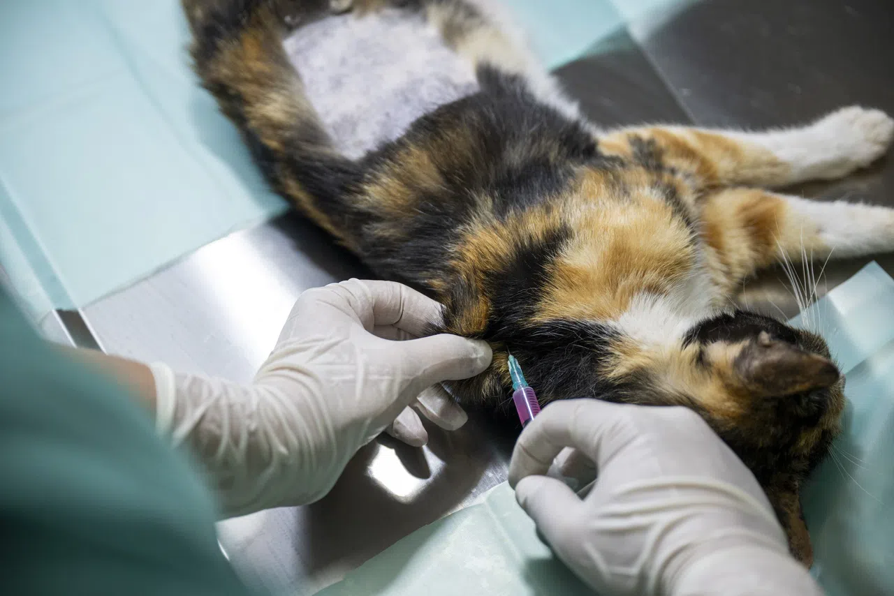 Kedi Popülasyonu Kısırlaştırma Merkezi İle Dengeleniyor