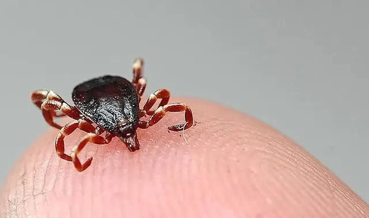 Kahramanmaraş’ta Kene Uyarısı: Sıcaklarla Birlikte Risk Artıyor