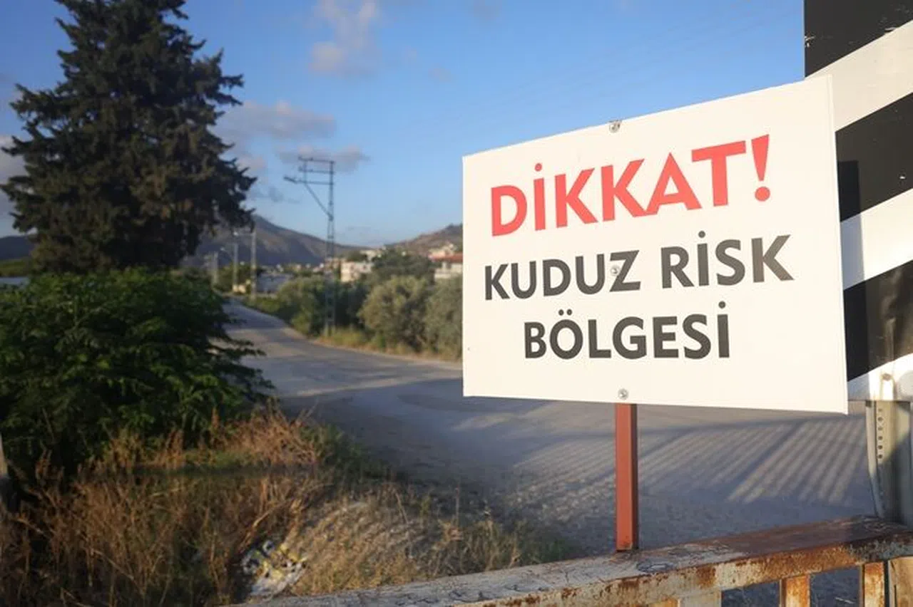 Kuduz Karantinasındaki 4 Mahallede Başıboş Köpekler Toplanmaya Başladı