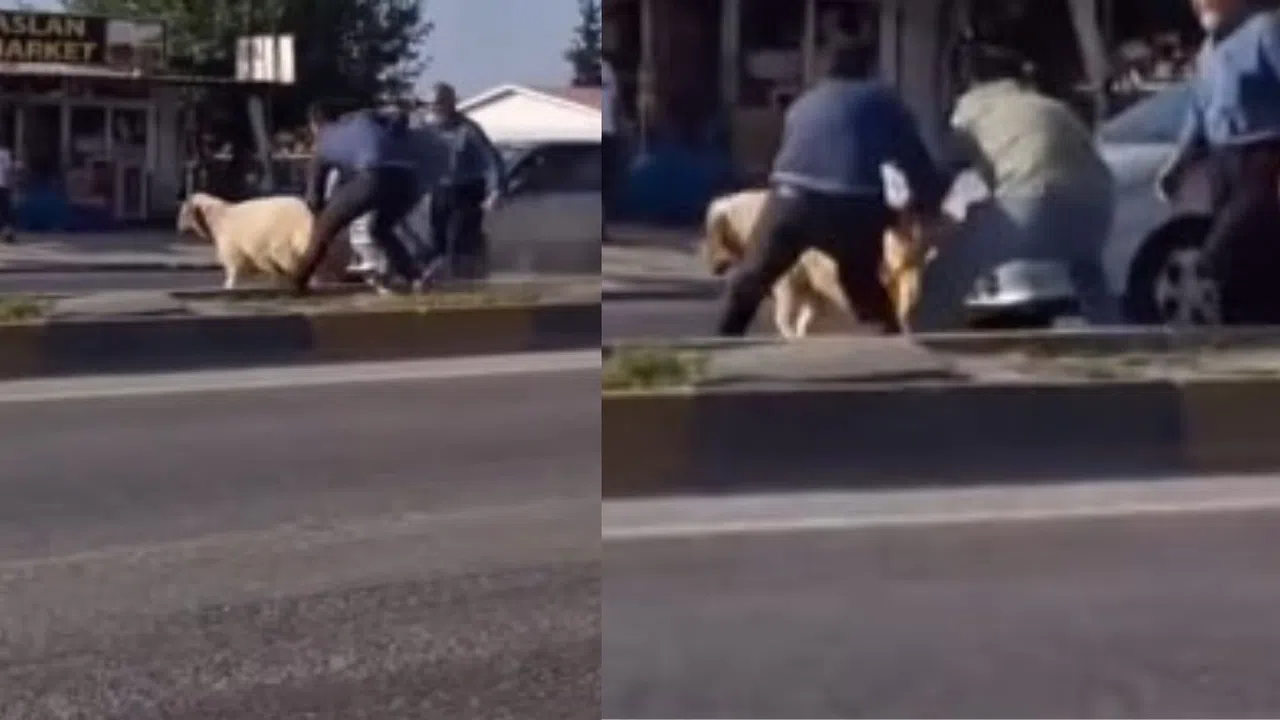 Kahramanmaraş’ta Kurbanlık Kaçtı, Sahipleri Peşinden Koştu