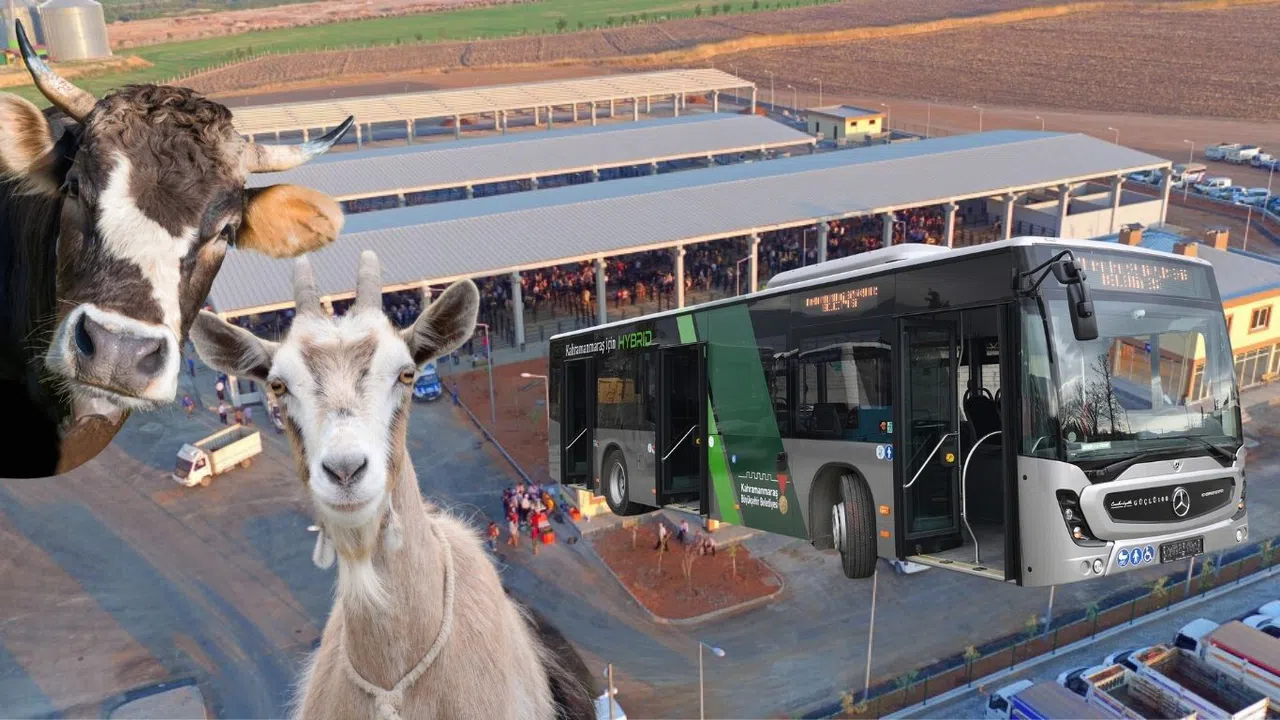 Kahramanmaraş’ta Kurbanlık Alacaklara Ulaşım Kolaylığı