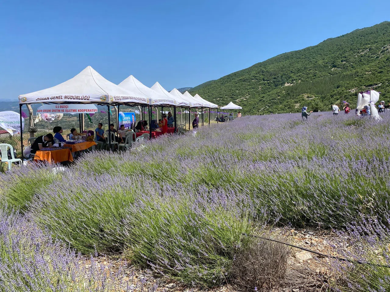 Bakımı Yapılan Lavanta Bahçesi Kadın Elinde Yeniden Hayat Buldu