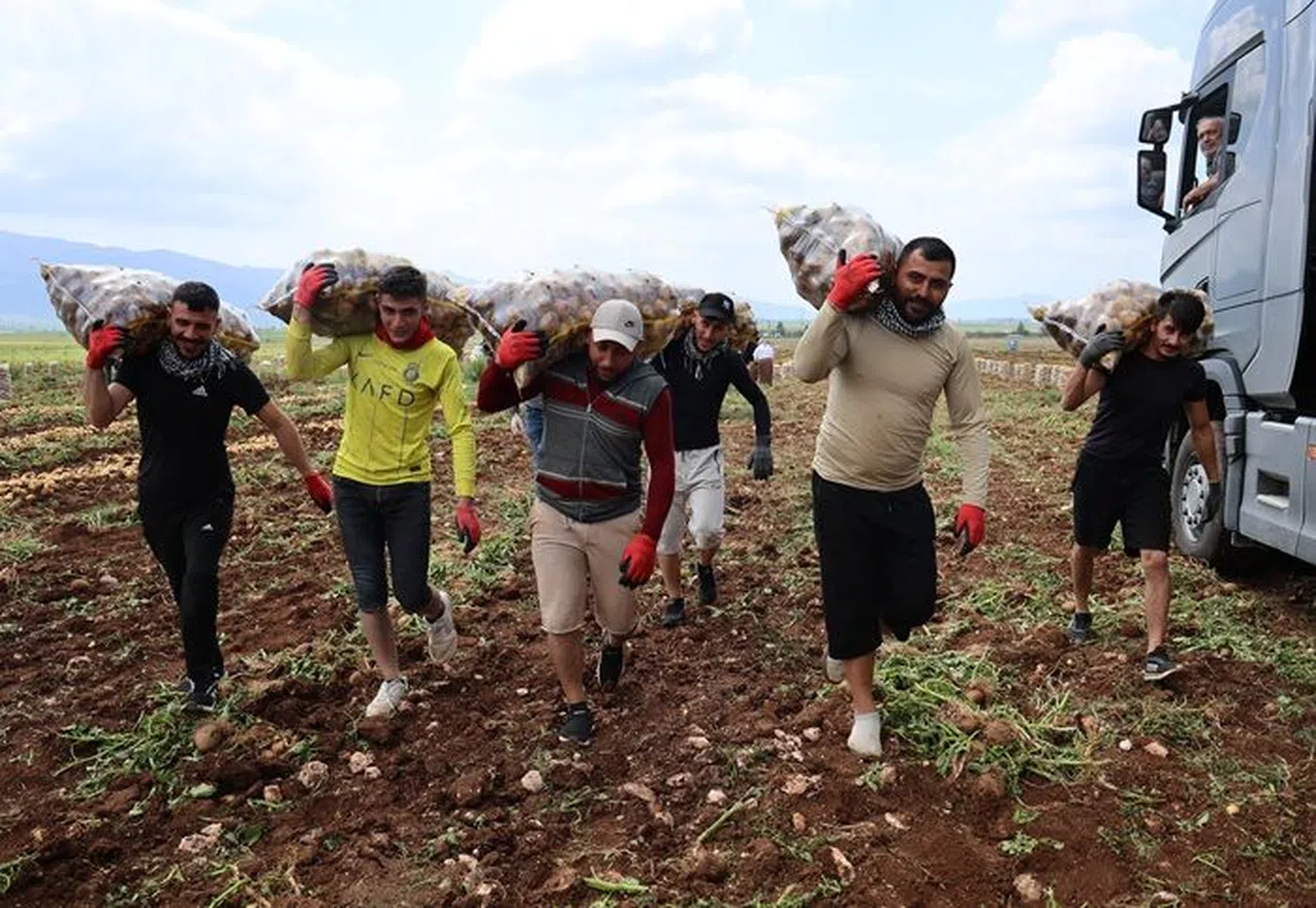 Özel İşçiler: Günlük 250-300 Ton Patates Yükleyip 2 Bin 500 TL Kazanıyorlar